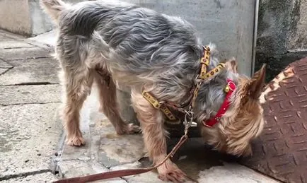 Botul pentru Yorkshire Terrier, un ham și un guler, cu fotografii