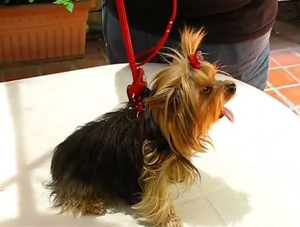 Botul pentru Yorkshire Terrier, un ham și un guler, cu fotografii