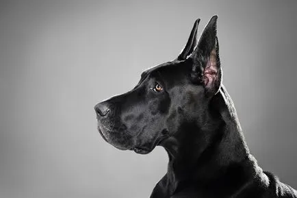 Great Dane