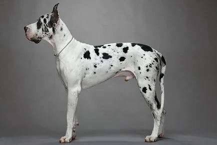 Great Dane