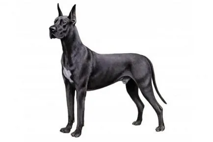 Great Dane (dán)