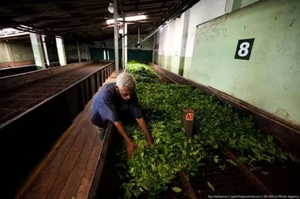 Ez Ceylon tea - gyártás finomságok