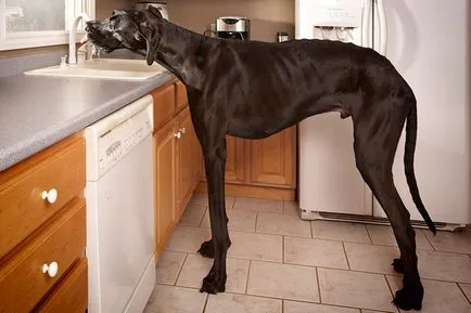 Great Dane