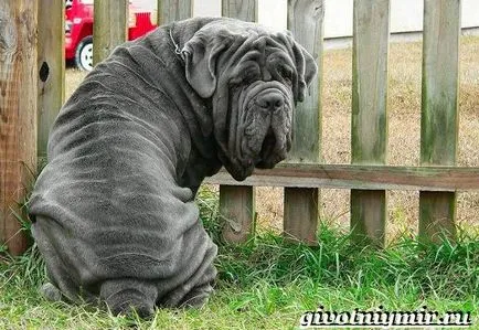 câine Mastiff