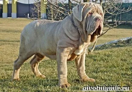 câine Mastiff