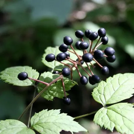 Numele de fructe de padure negre, utile și periculoase pentru sănătate