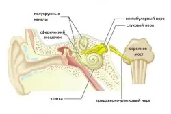 Neuritis a hallóideg (cochlearis neuritis) tünetek és kezelés