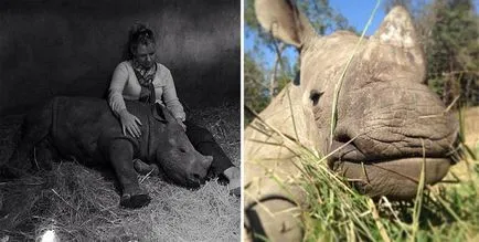 Rhino, които са загубили майка си, не мога да спя през нощта