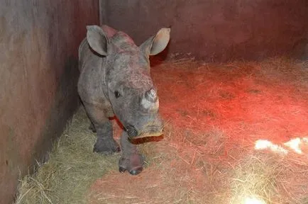 Rhino, които са загубили майка си, не мога да спя през нощта