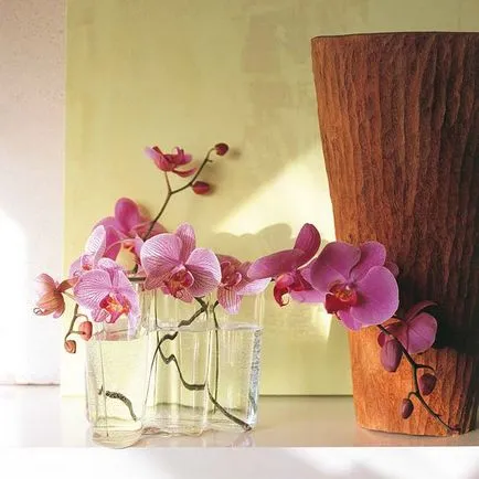Gyengédség és szépség orchideák a belső