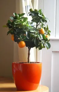 Crop - növekvő citrus