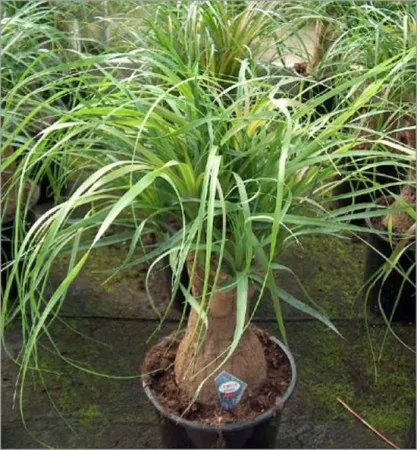 Descriere houseplant Nolin sau „palmier sticla“