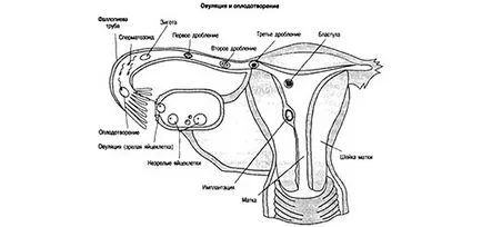 Fertilizarea și concepție, fiica în creștere, fiul crește