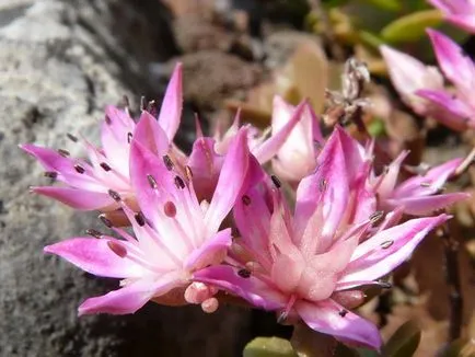 Stonecrop mare stonecrop în creștere