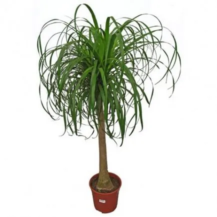 Descriere houseplant Nolin sau „palmier sticla“