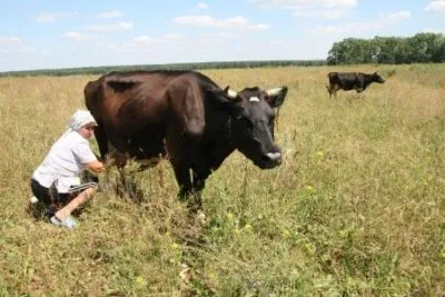 Himlő tehenek tünetek és a kezelés a tőgy, hogyan kell gyógyítani