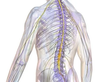 Osteocondrozei și proeminența a coloanei cervicale - recomanda tratament