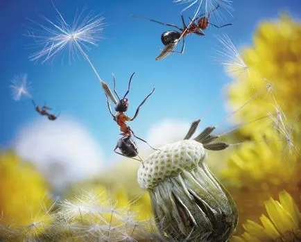 Bazele Macro, Fotografie Sfaturi