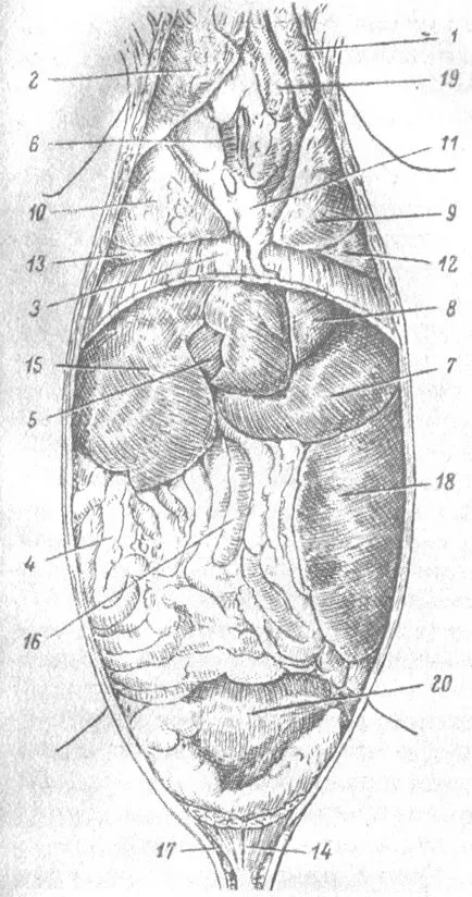 Pisica digestiv, organele interne pisică structura pisici organe, stomac, mici