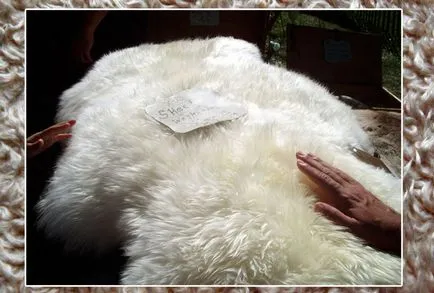 Уърт прах и удар! Герб на овце кожа - зима 2014 модна тенденция