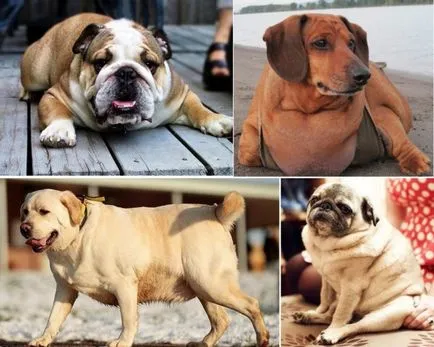 Затлъстяването при кучета симптоми, лечение, последствията без намеса, хранителен режим и диета за отслабване