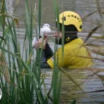 Badi de câine și de salvare a animalelor de serviciu de salvare a animalelor Srbija, jugoslovo