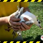 Badi de câine și de salvare a animalelor de serviciu de salvare a animalelor Srbija, jugoslovo