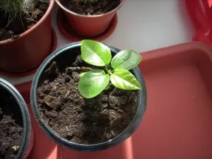 Passiflora alata (brazil maracuja) nőtt a magokat a keresés, az én virágos kert!