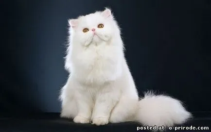 Персийски котки - един от най-старите породи в света - 25 снимки - снимки - снимки естествения свят