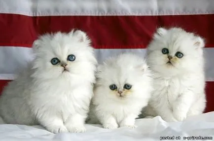 Perzsa macskák - az egyik legrégebbi fajták a világon - 25 fotó - kép - képek természetes világ