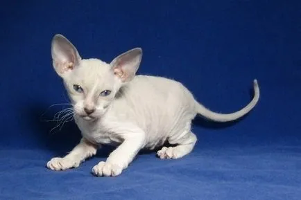 Петербург Sphynx (Peterbald) описание котка се размножават в природата (със снимки)