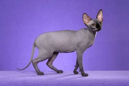 Петербург Sphynx (Peterbald) описание котка се размножават в природата (със снимки)