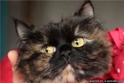 Персийски котки - един от най-старите породи в света - 25 снимки - снимки - снимки естествения свят