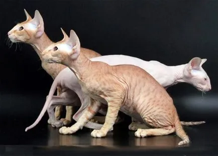 Петербург Sphynx (Peterbald) описание котка се размножават в природата (със снимки)