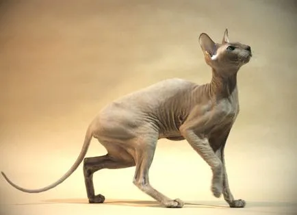 Петербург Sphynx (Peterbald) описание котка се размножават в природата (със снимки)