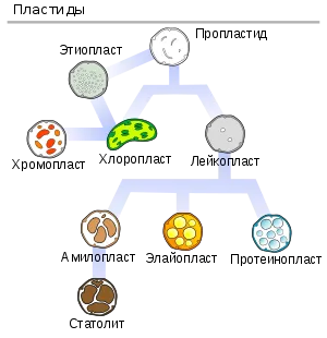 Пластид - това