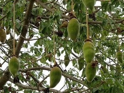 Baobab gyümölcs - tárháza vitaminok