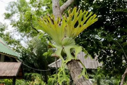 Platycerium (agancs, flathorn) fotók, ápolási otthon