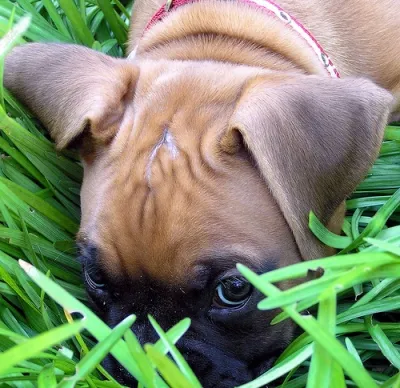 De ce un câine mănâncă site-ul iarbă rammy copil dom pepinieră