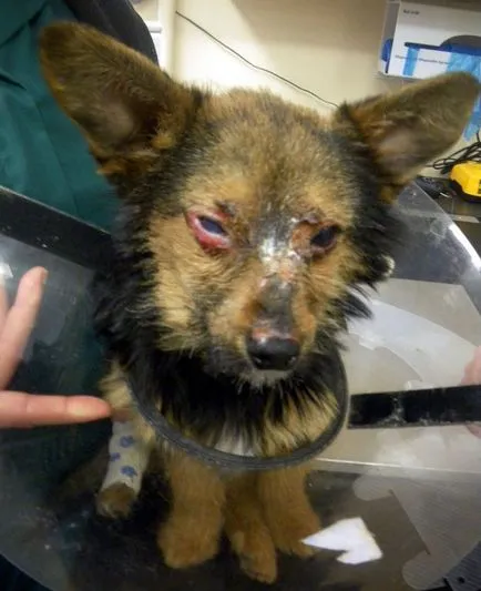 Тийнейджъри жестоко малтретирани кучета, но не се получи поради неговата