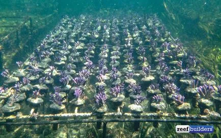 Hogyan korallok olyan gazdaságból származnak, az akváriumban