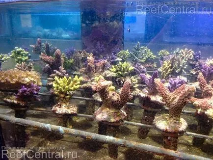 Hogyan korallok olyan gazdaságból származnak, az akváriumban