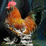 Breed csirkék milfler jellemzése, leírása és képek