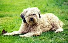 Rasa Dog tibetan Terrier - Descriere Rasă