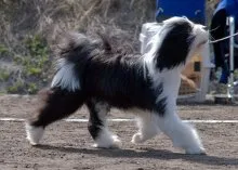 Rasa Dog tibetan Terrier - Descriere Rasă