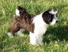 Rasa Dog tibetan Terrier - Descriere Rasă