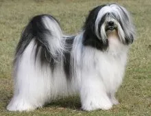 Куче порода тибетски териер - описание Порода