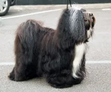 Rasa Dog tibetan Terrier - Descriere Rasă