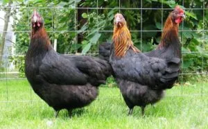 пилета порода Москва черен, неговите качества и характеристики на отглеждане