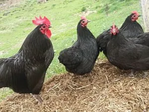 пилета порода Москва черен, неговите качества и характеристики на отглеждане